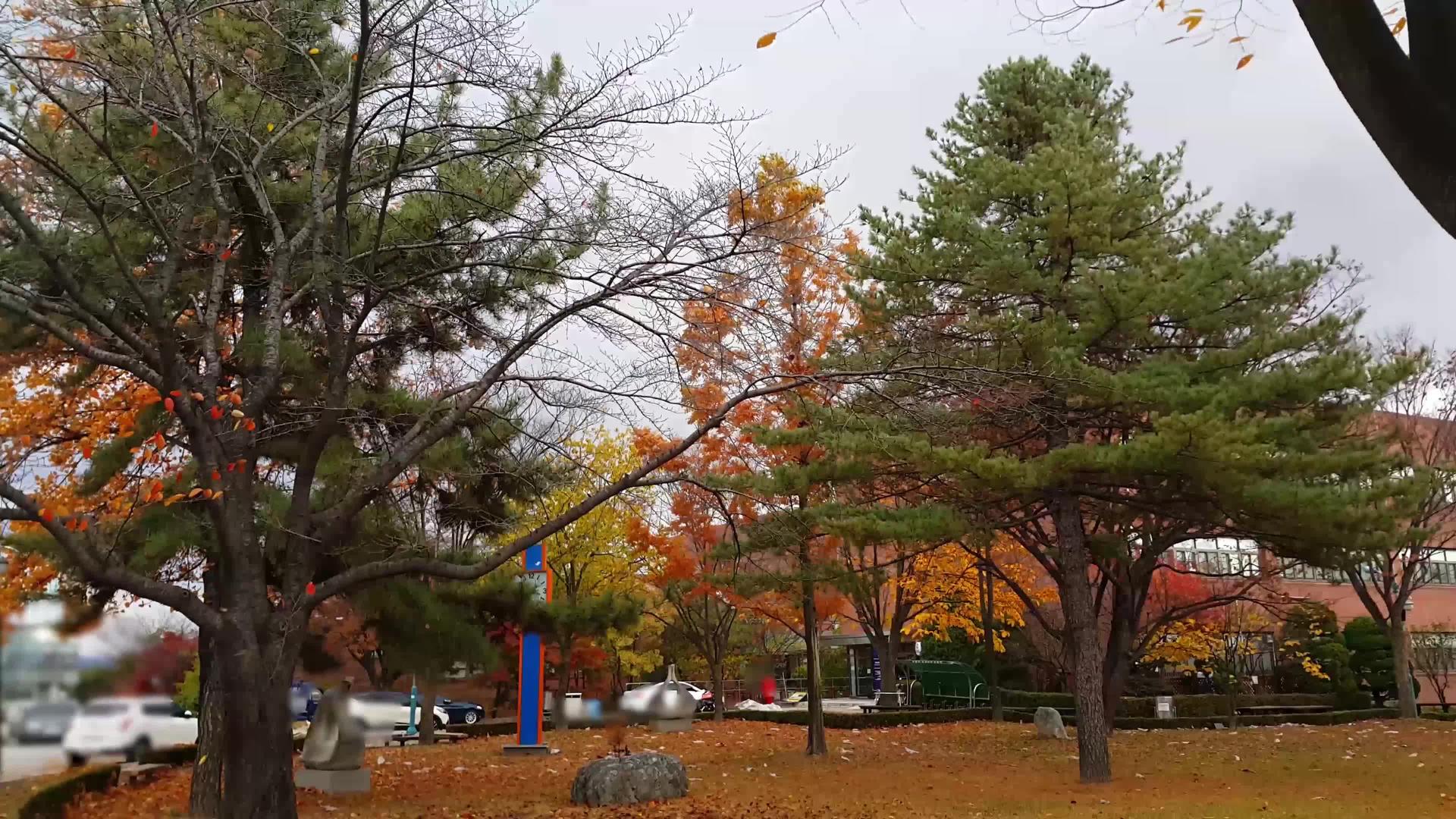 春天树木在空气中挥舞着色彩和叶子视频的预览图