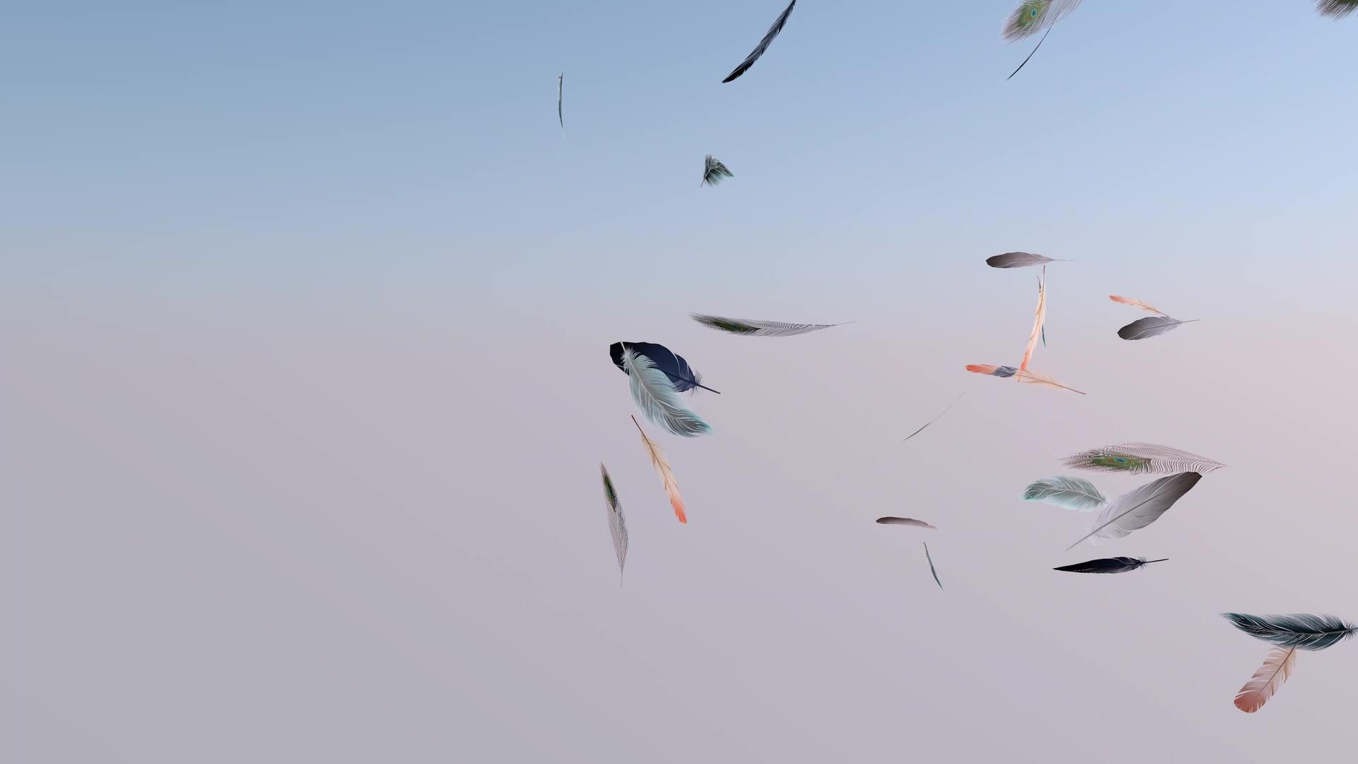 不同的鸟羽鸟类在空中飞翔视频的预览图