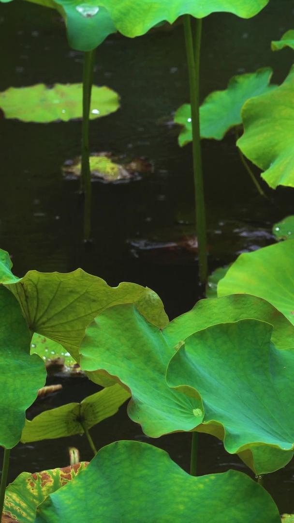 下雨天池塘红荷花自然美景拍摄视频的预览图