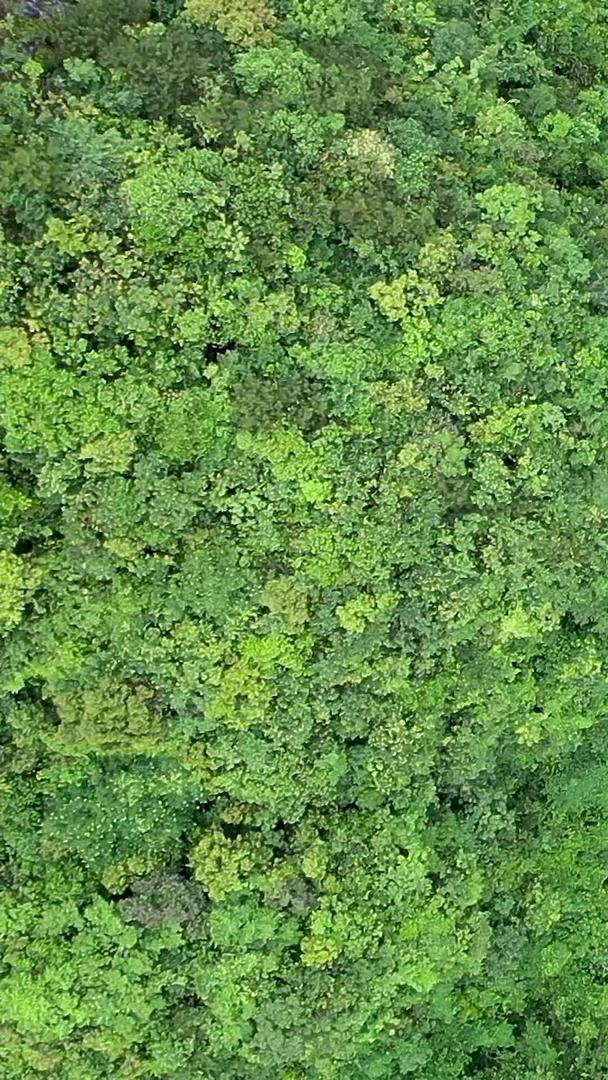 贵州户外森林航拍视频视频的预览图