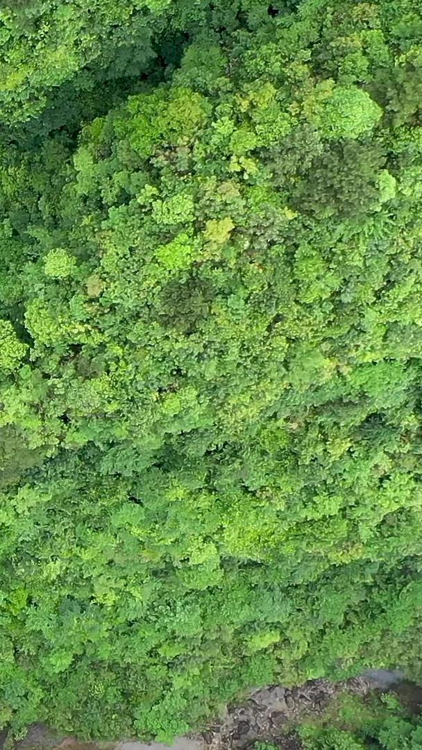 贵州户外森林航拍视频视频的预览图