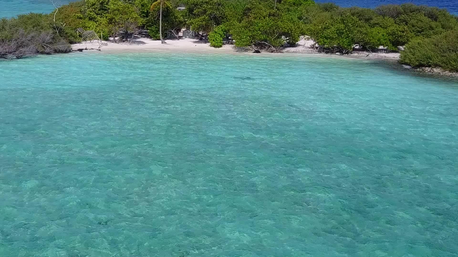 棕榈树附近的绿水和白和白色沙滩上的夏季风景视频的预览图