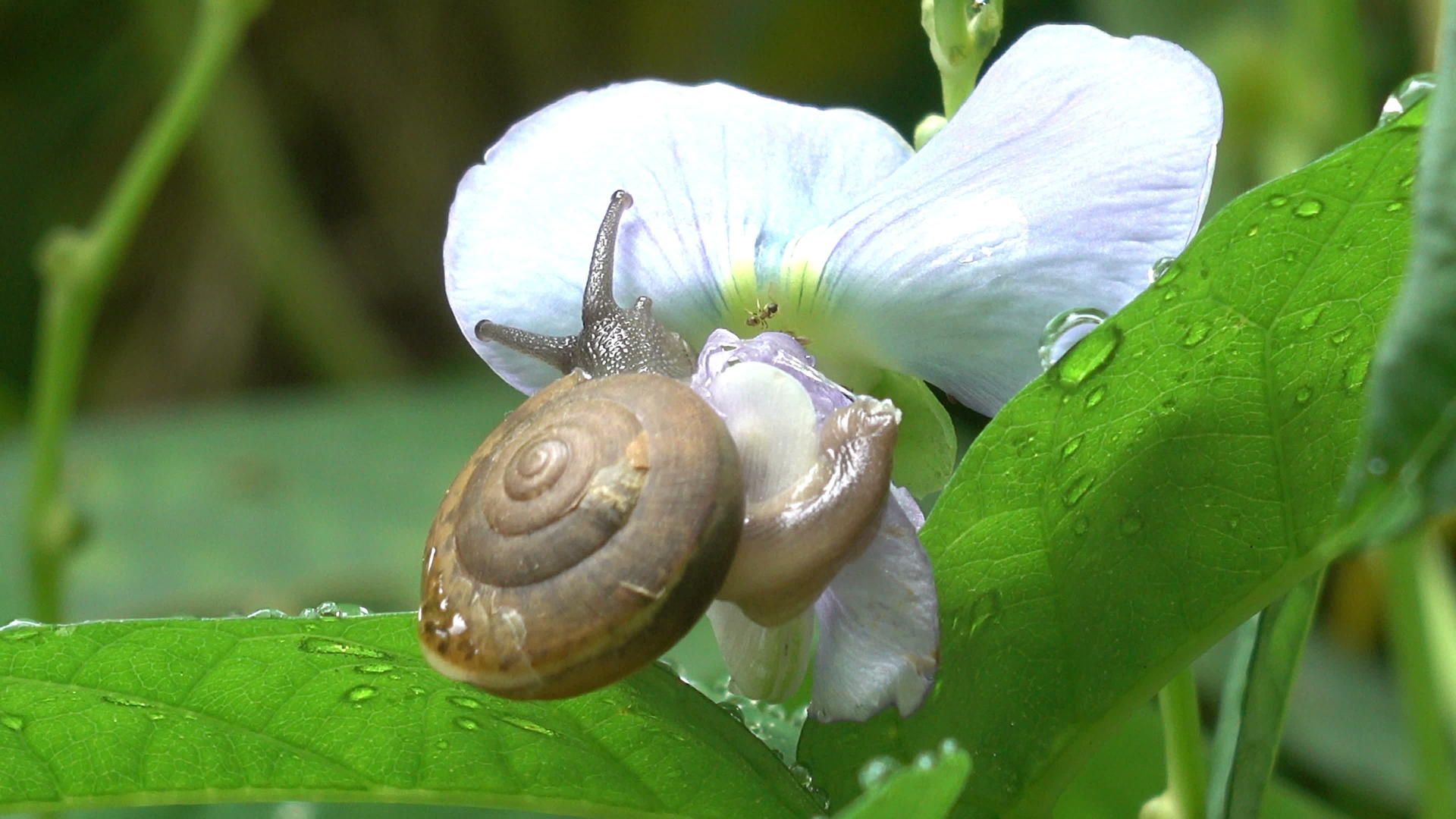 蜗牛爬树吃花视频的预览图