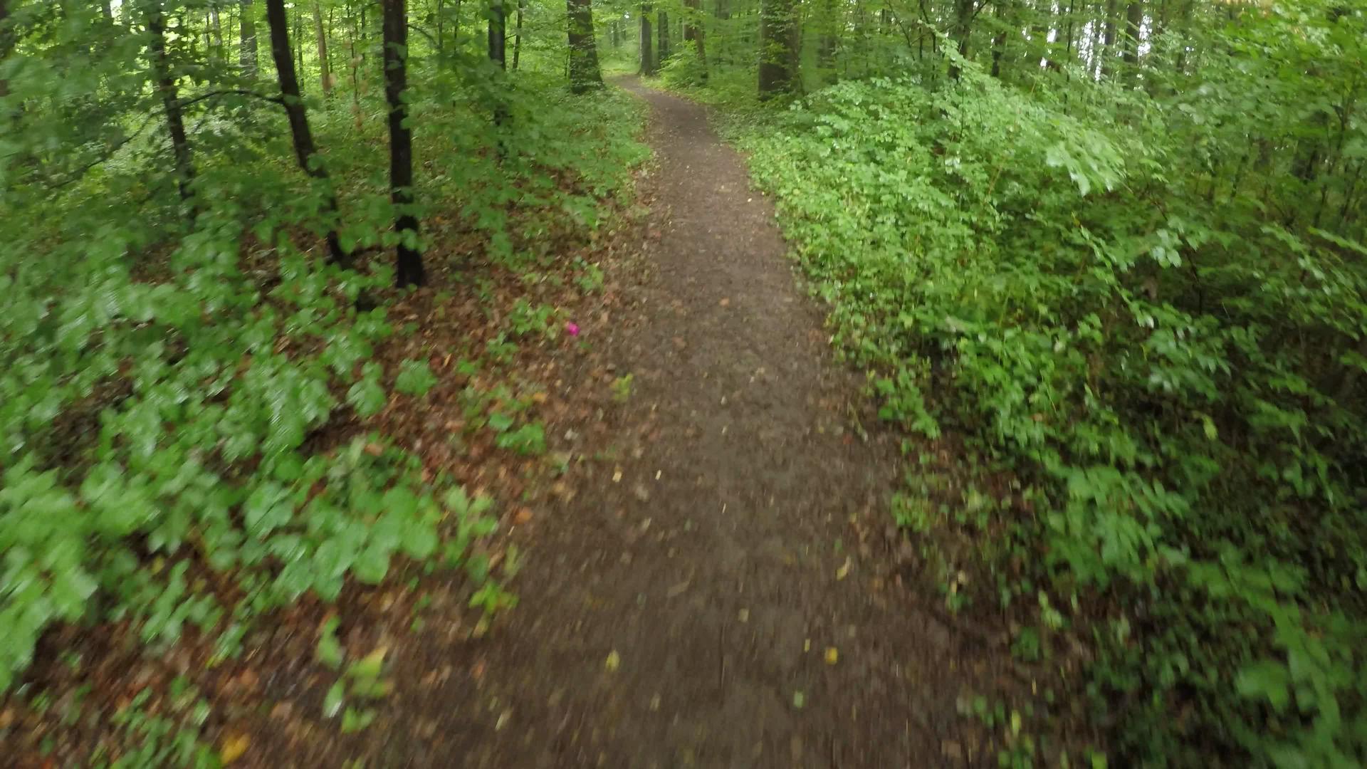 夏天德国穿过一片绿色潮湿的森林视频的预览图
