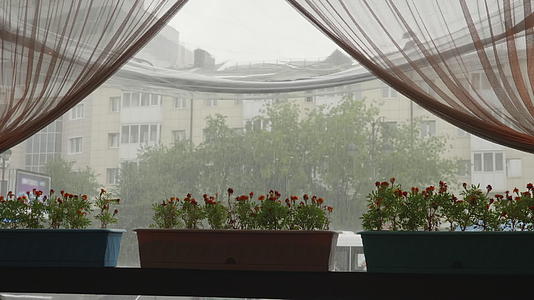 透过咖啡馆的窗户在城市街道的夏雨中看着花盆站在窗边视频的预览图