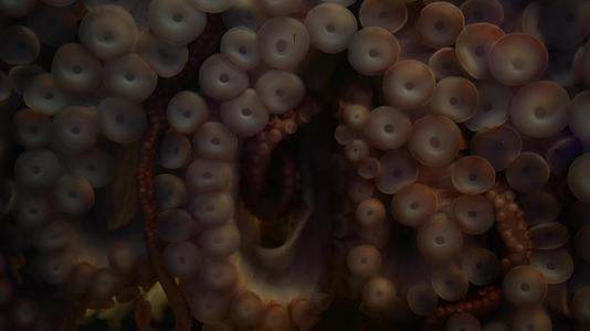 巨型鱿鱼紧紧地合在一起大面积可怕的催眠犬有八条肢体和多任务视频的预览图