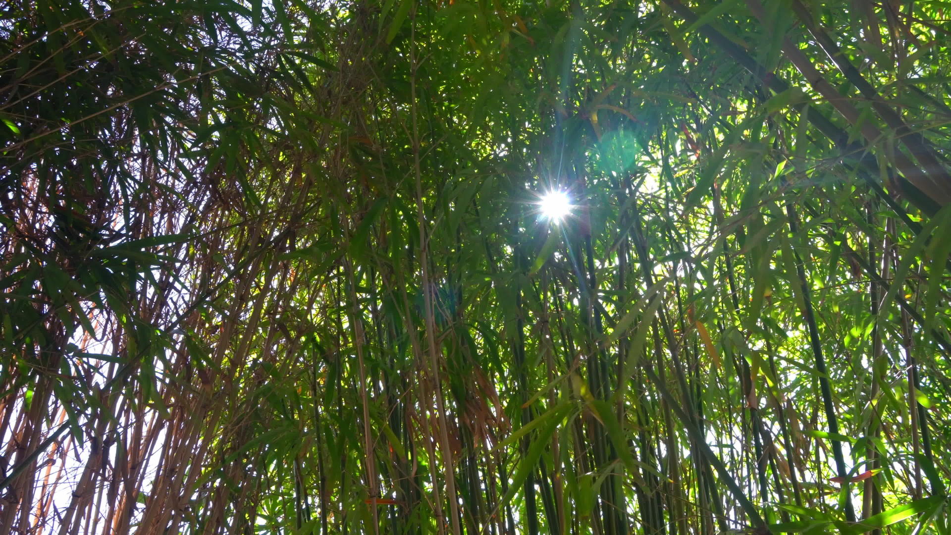 的竹绿林视频的预览图
