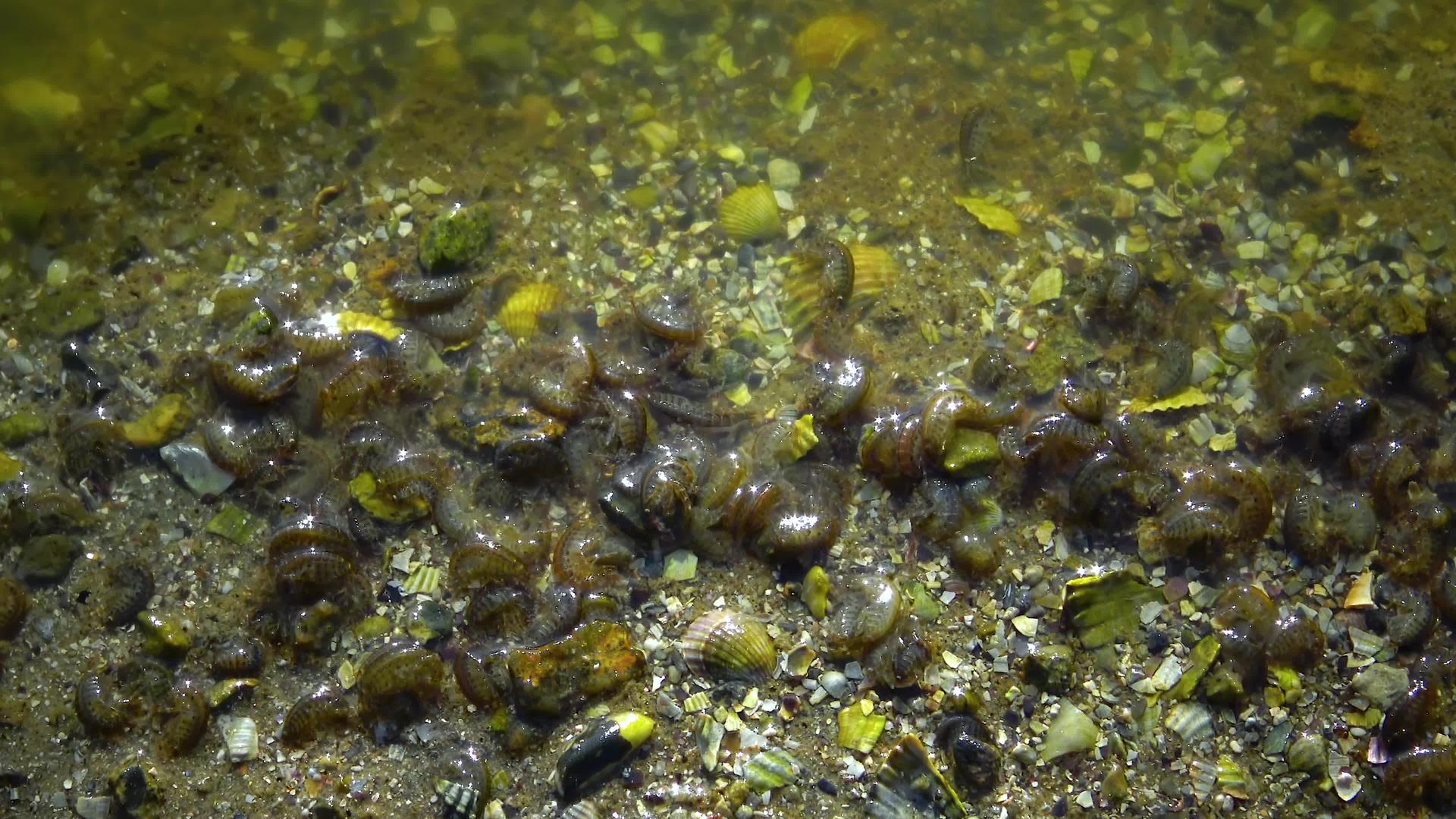 长鳍鲑鱼位于河口海岸边缘的海螺面部上方视频的预览图
