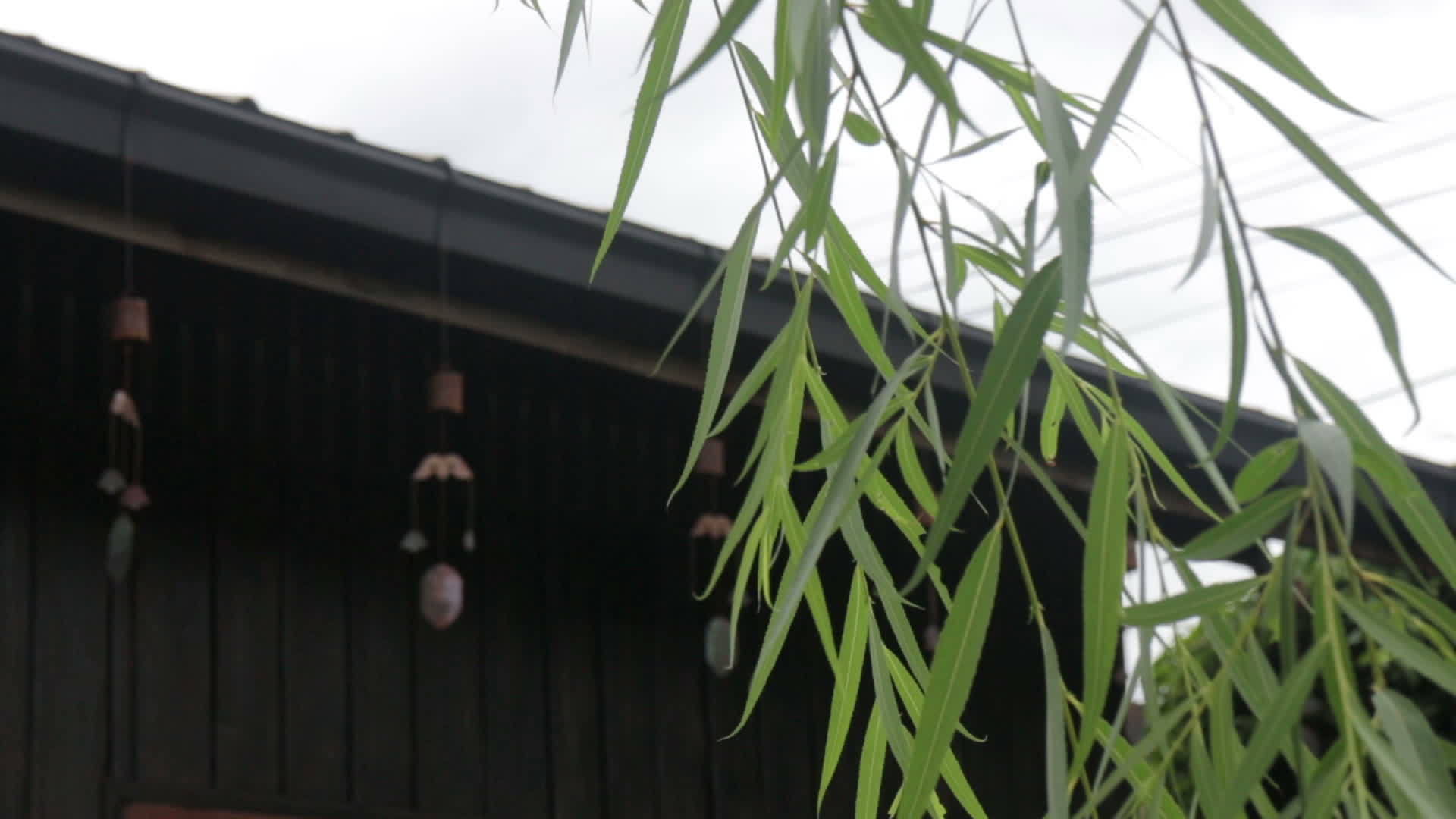 竹子柔软地搬进了家庭花园视频的预览图