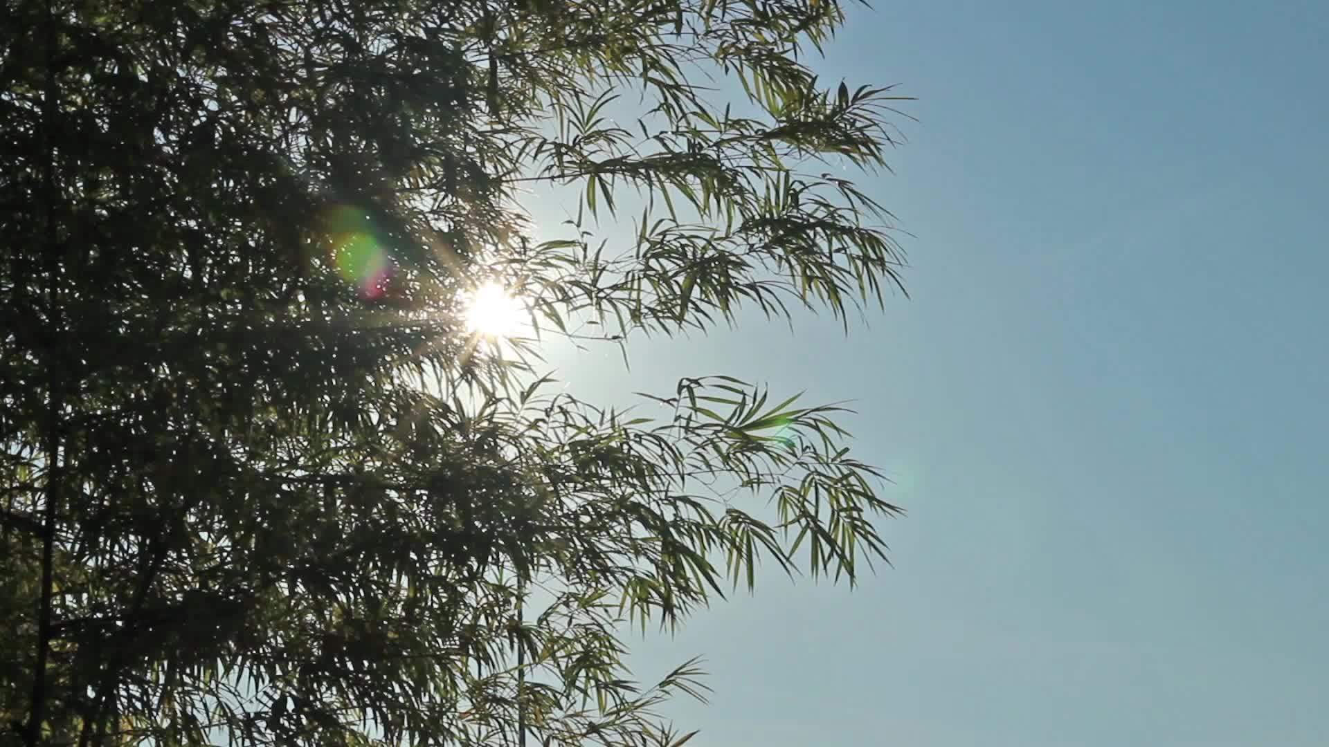 阳光和竹叶2视频的预览图