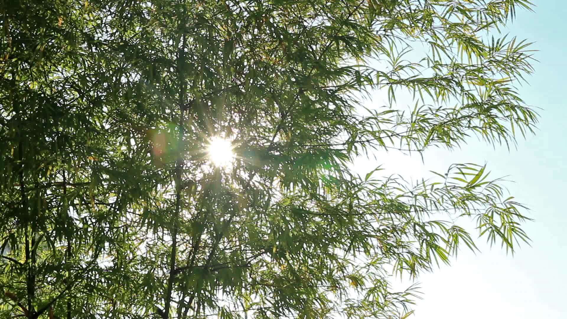 阳光和竹叶1视频的预览图