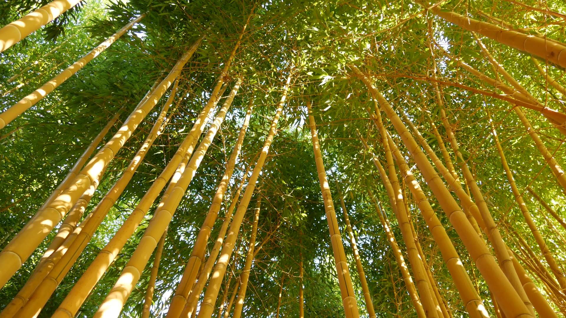 异国情调的竹林亚洲热带风情想风水禅园绿树静谧视频的预览图