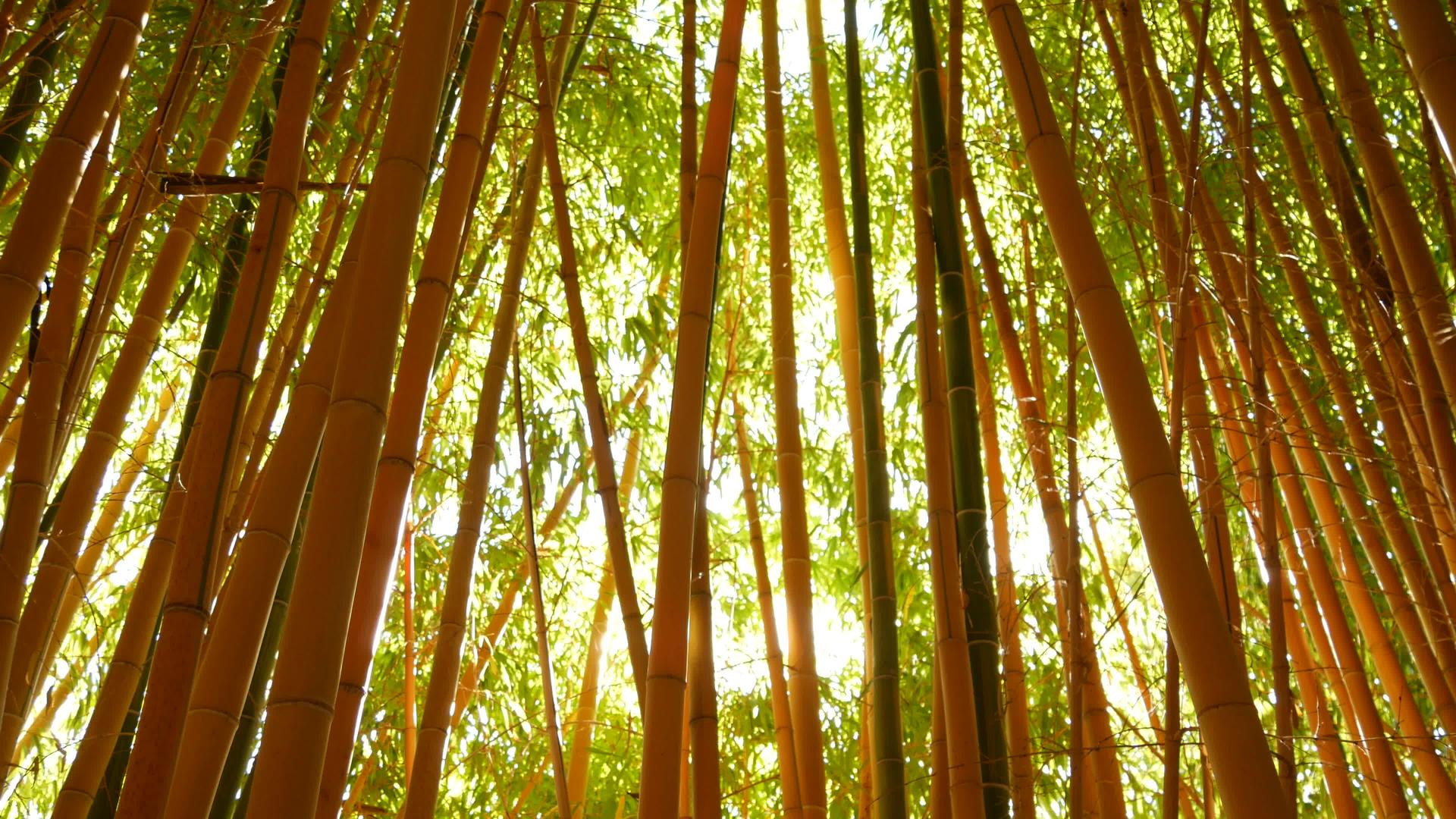 异国情调的竹林亚洲热带风情想风水禅园绿树静谧视频的预览图