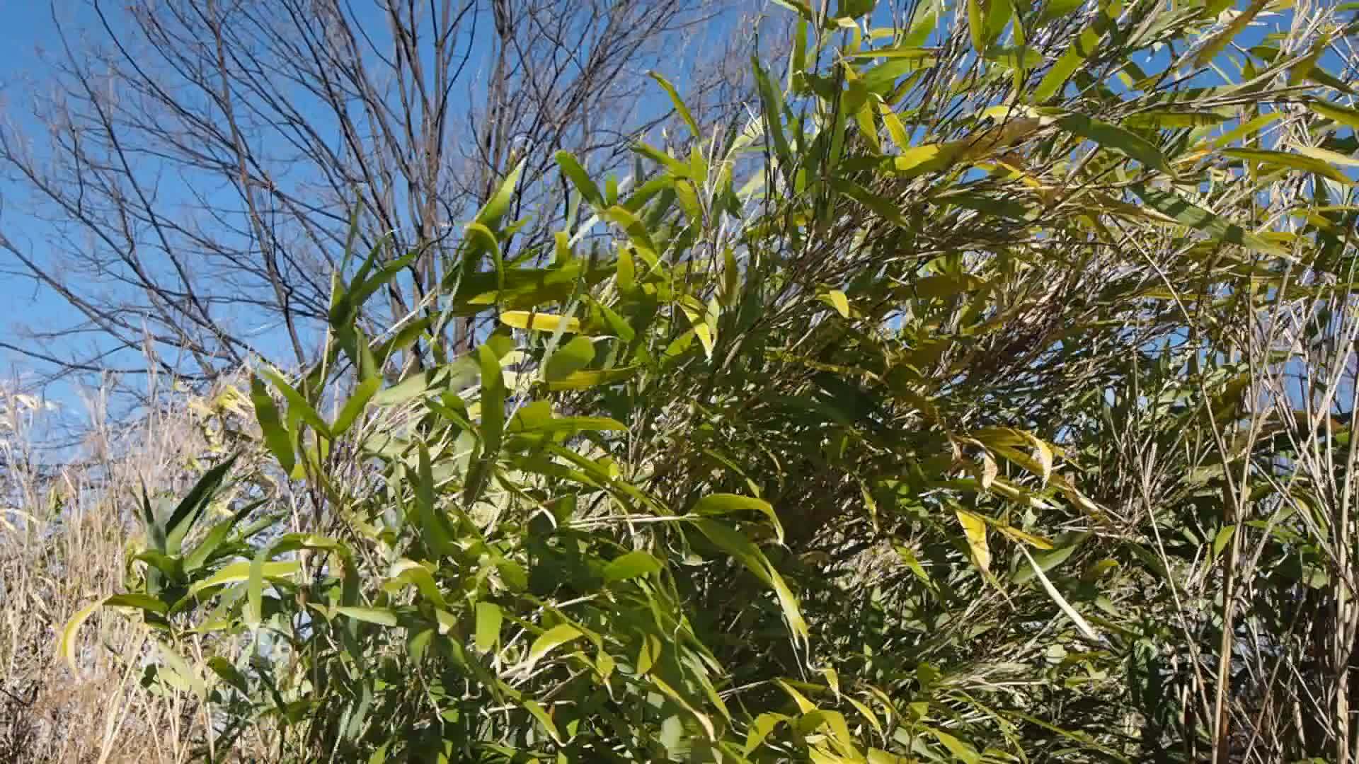 竹树叶背景视频的预览图