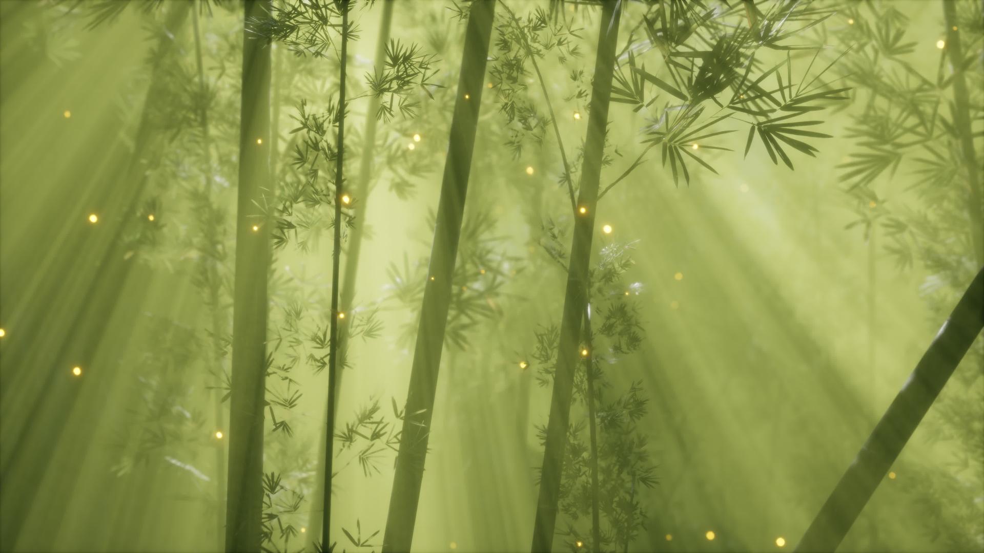 亚洲竹林晨雾风视频的预览图