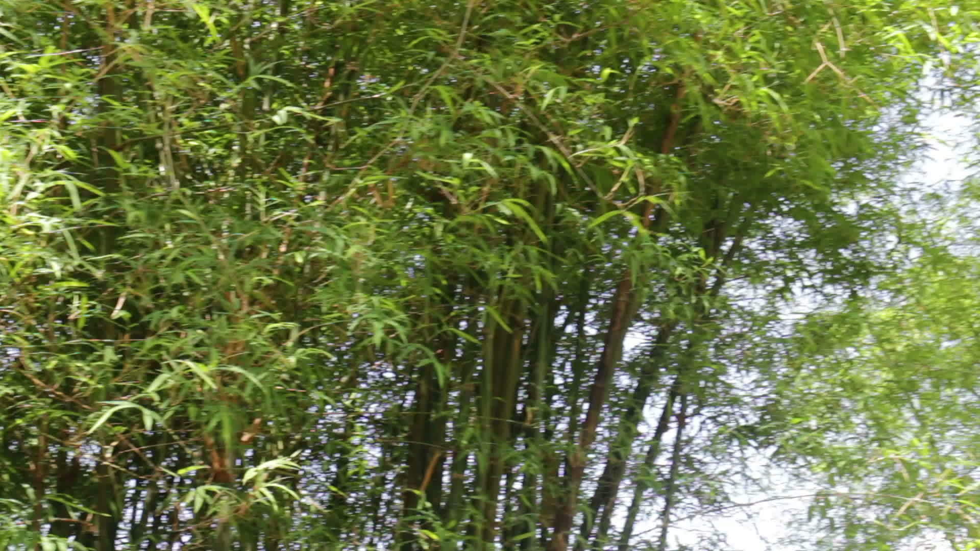 花园里的竹子天然墙壁视频的预览图
