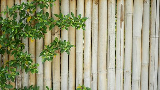 竹篱笆被泰国耐用的竹篱笆和新鲜的绿色灌木包围视频的预览图