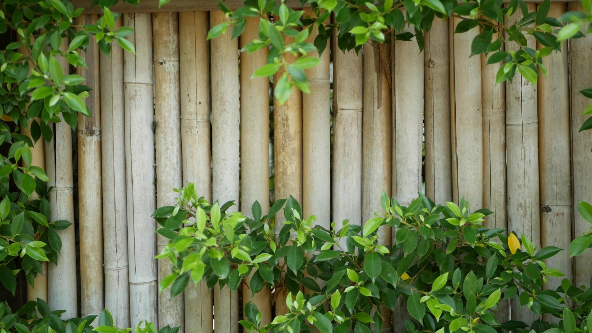竹篱笆被泰国耐用的竹篱笆和新鲜的绿色灌木包围视频的预览图