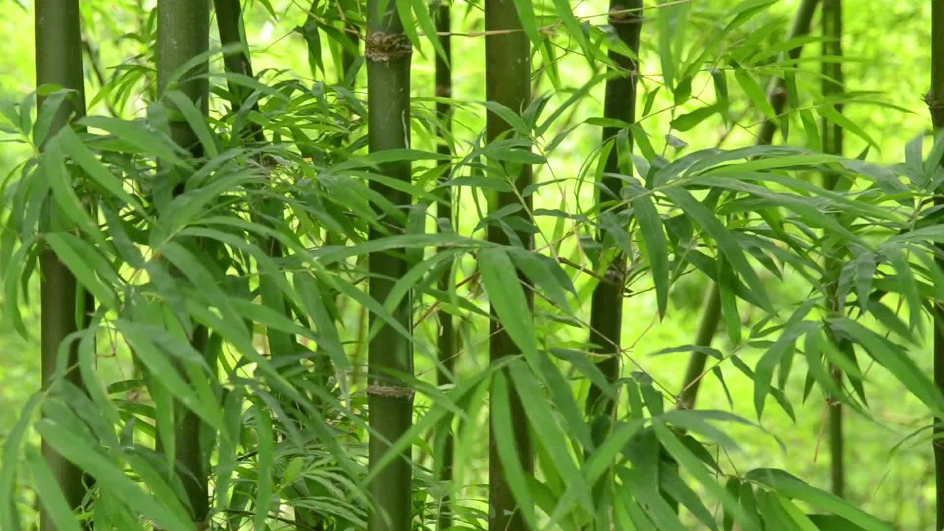 风中摇曳的竹叶视频的预览图