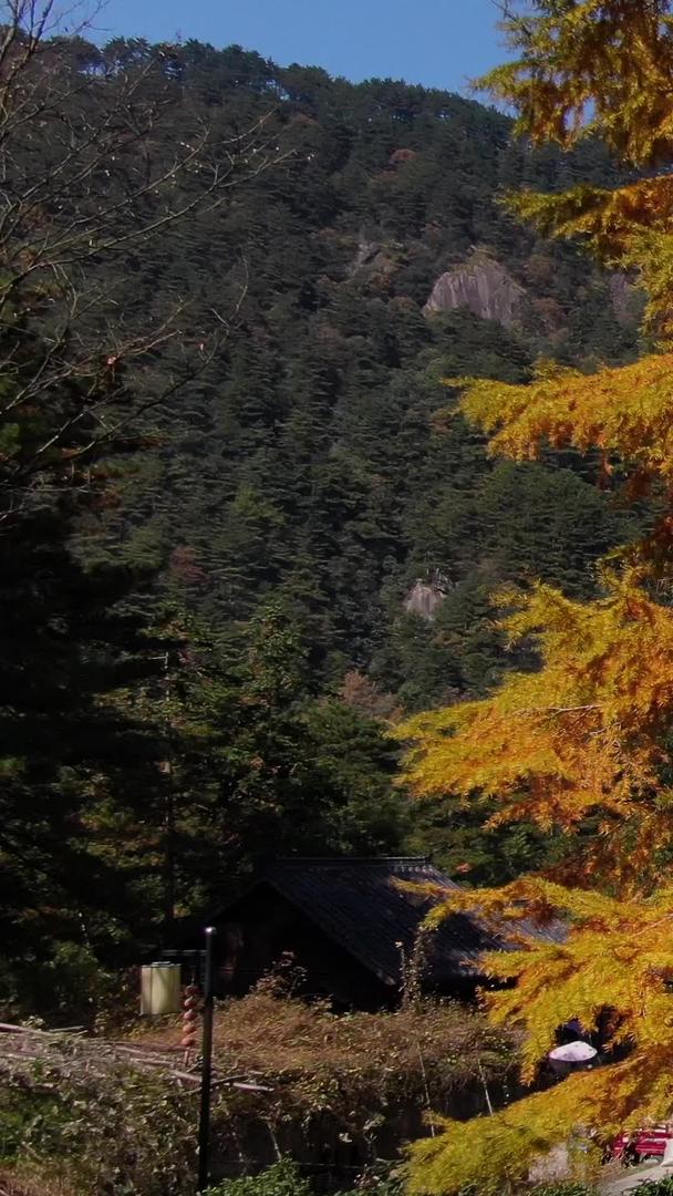 秋季航拍九华山风景区凤凰松视频视频的预览图