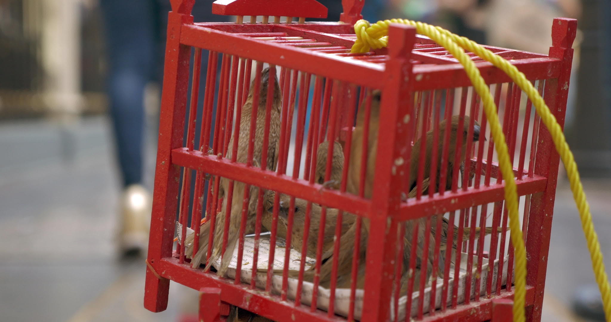鸟在笼子里卖黑手党泰国视频的预览图