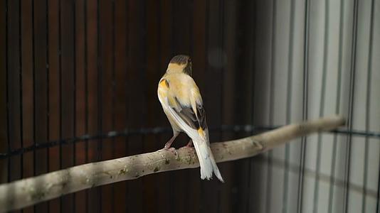 黄鹦鹉坐在笼子里的秋千上视频的预览图