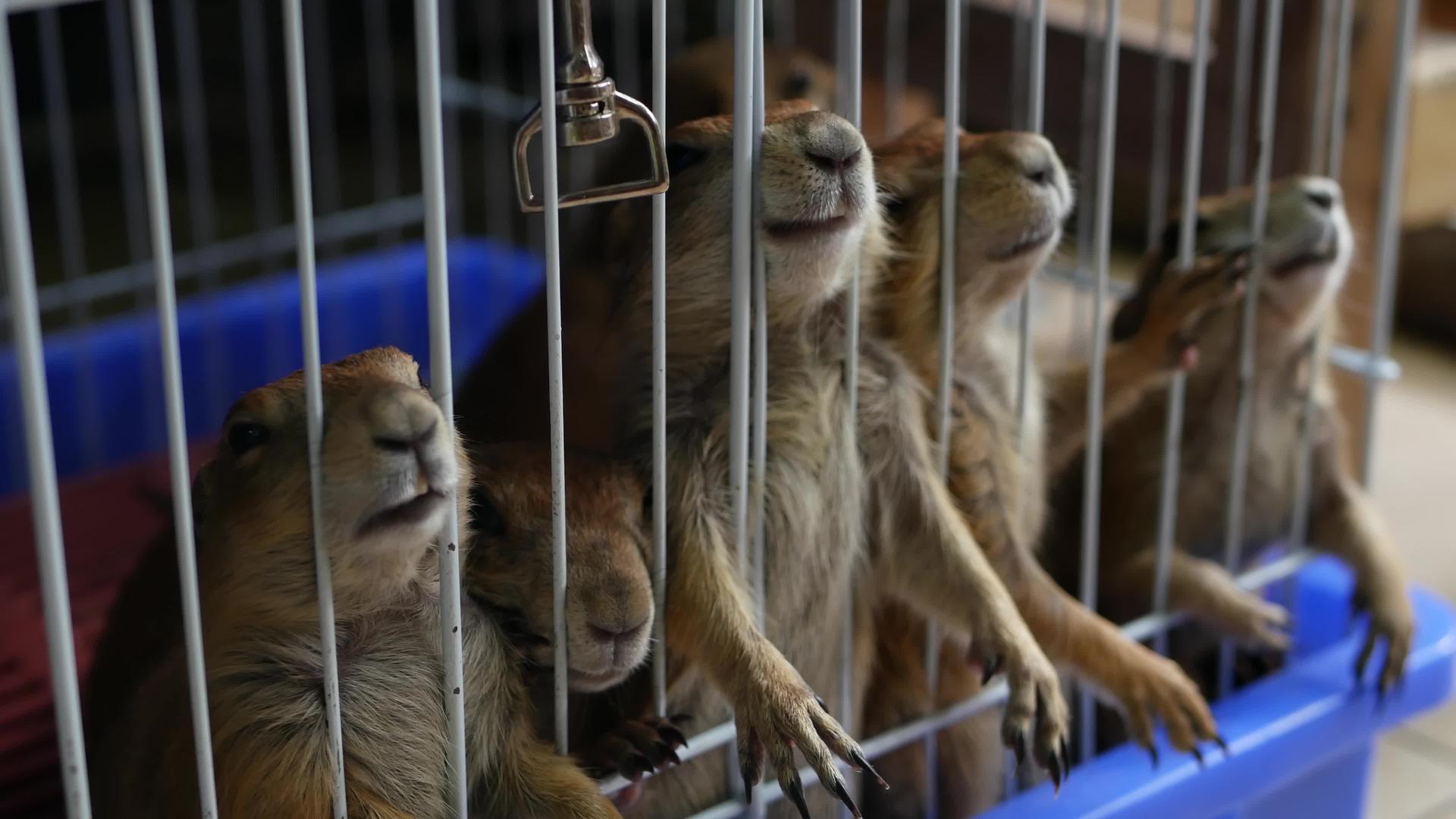 不快乐可爱的草原狗和老鼠幼崽在市场上受苦宠物在市场上出售视频的预览图