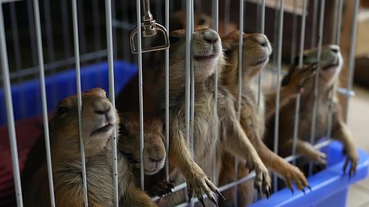 不快乐可爱的草原狗和老鼠幼崽在市场上受苦宠物在市场上出售视频的预览图