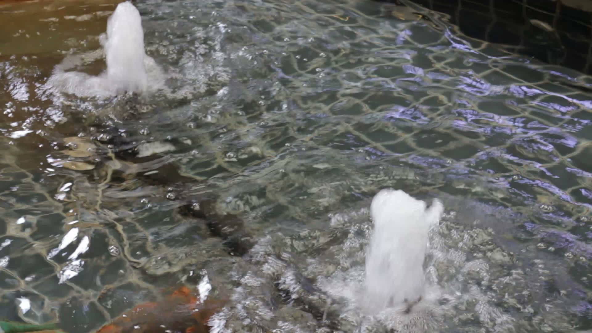 水流进池塘视频的预览图
