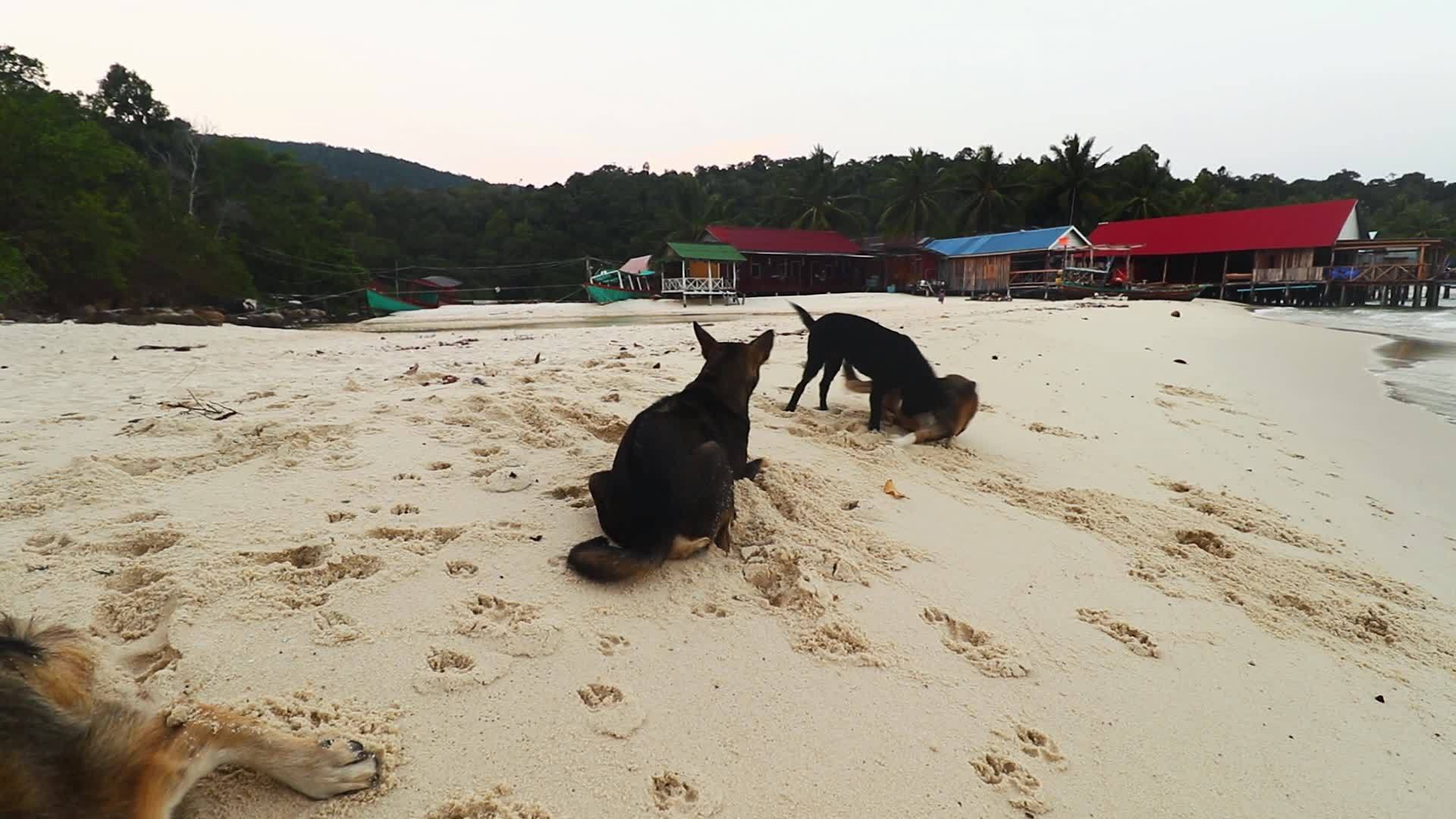 流浪狗在沙滩上玩耍视频的预览图