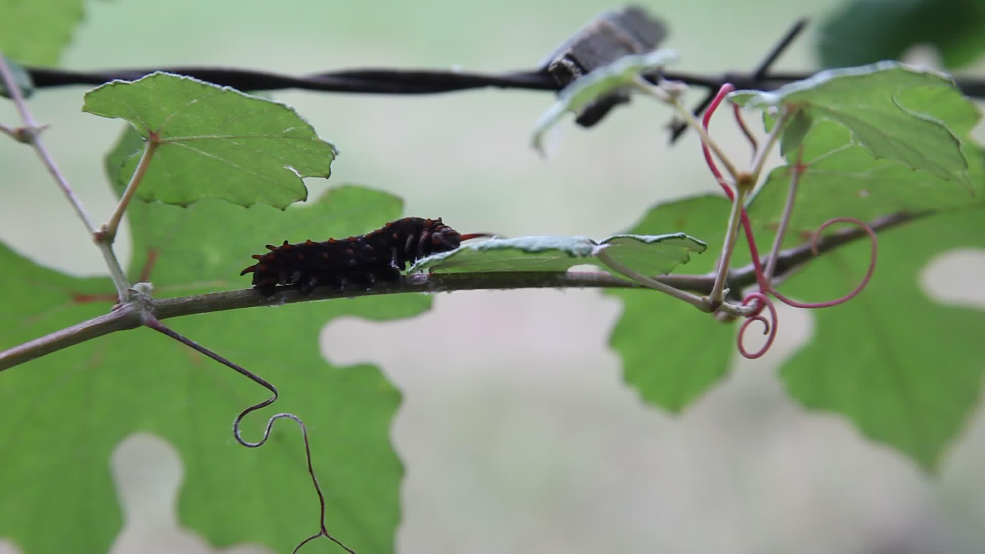 毛毛虫爬上葡萄藤视频的预览图