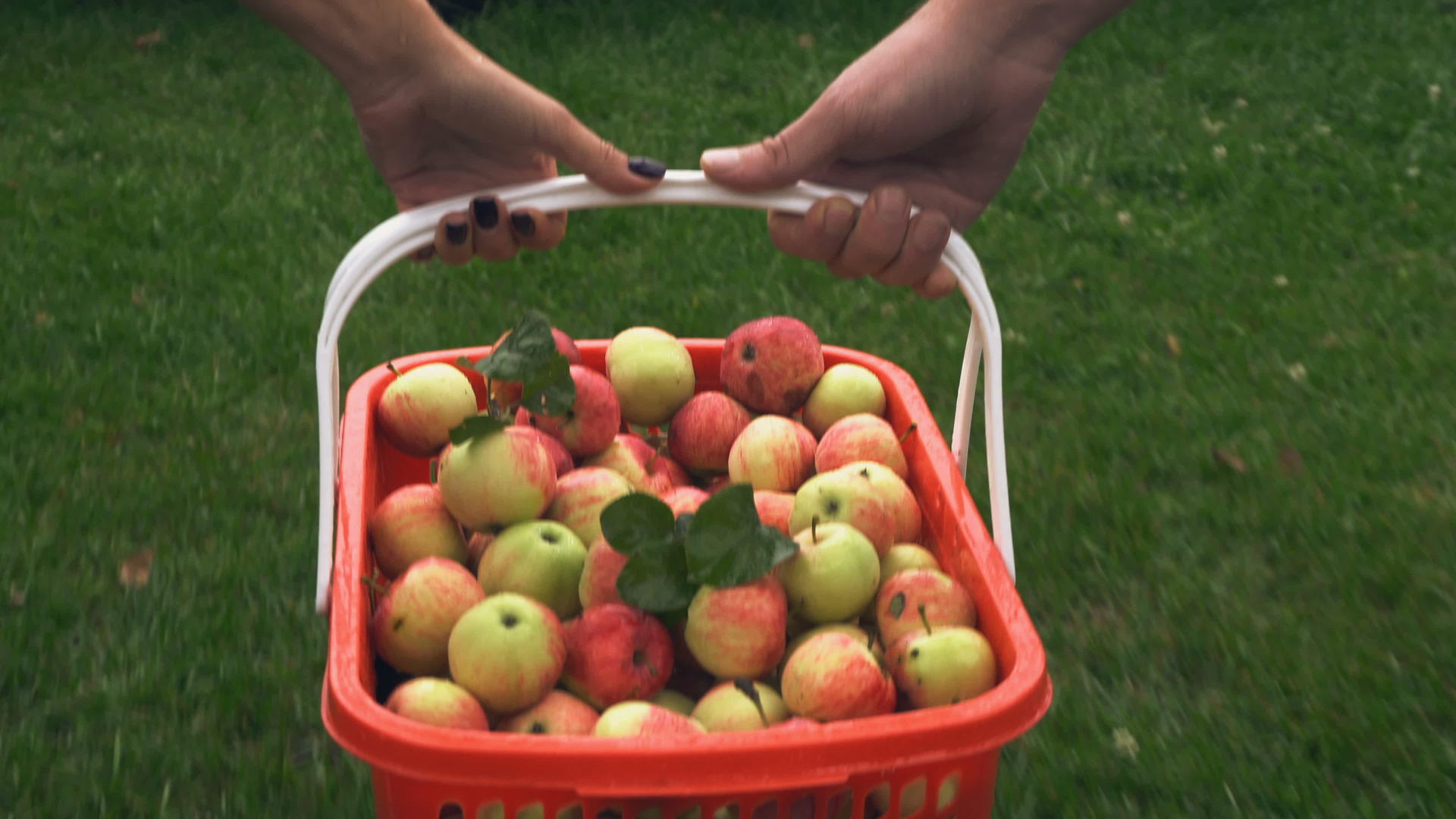 收成季节苹果装满了篮子视频的预览图