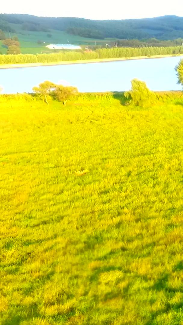 牛群在草原上视频的预览图