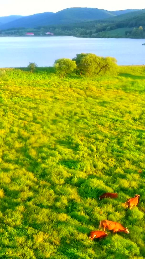 牛群在草原上视频的预览图