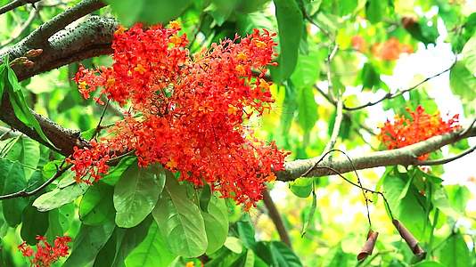 有红花团和两只蝴蝶在亚肖卡萨拉卡飞翔或者没有忧郁的树视频的预览图
