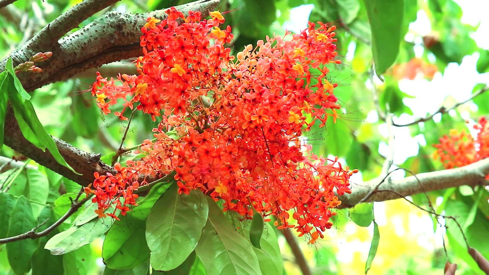 红花和蝴蝶在飞翔的树上有红花和蝴蝶视频的预览图