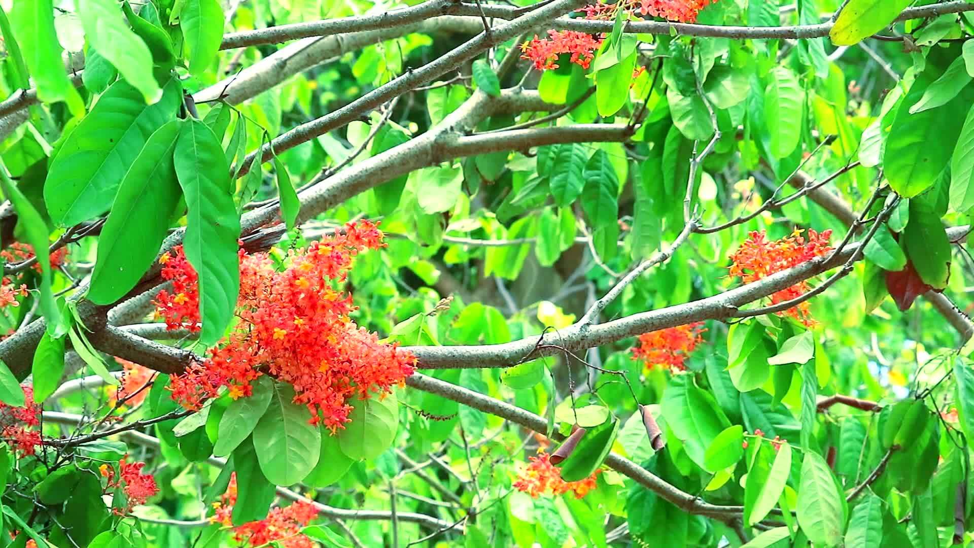 有红花团和两只蝴蝶在亚霍卡萨拉卡树上飞翔或者没有忧郁视频的预览图