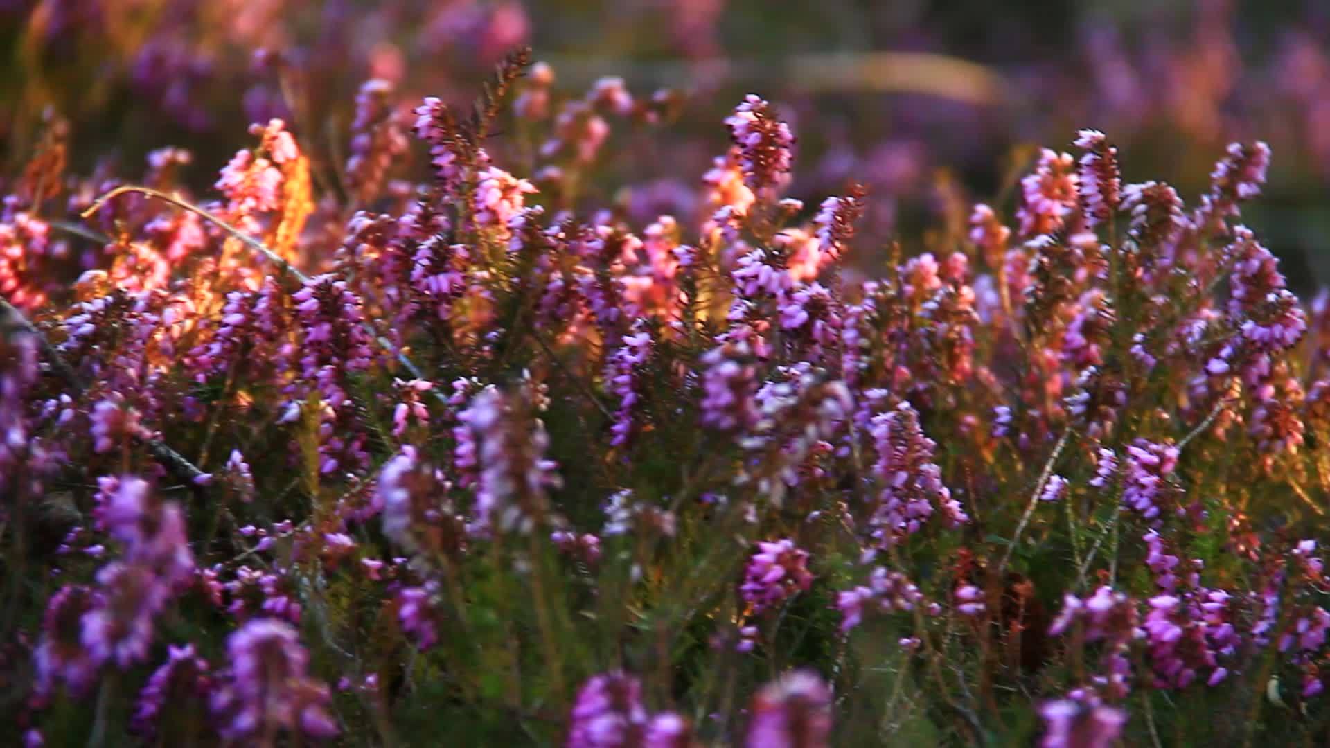 森林中的粉红灌木花视频的预览图