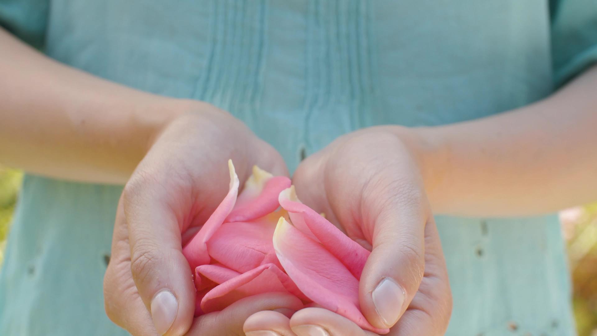 女性手中的粉红玫瑰花瓣视频的预览图