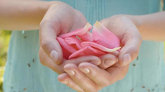 女性手中的粉红玫瑰花瓣视频的预览图