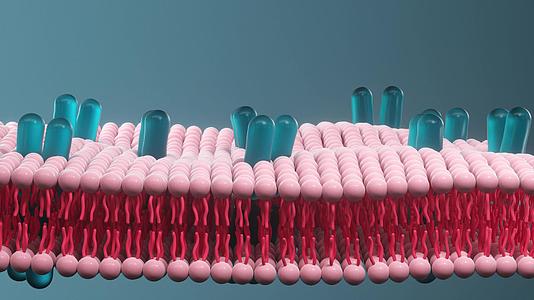 细胞膜和生物生命与健康3D转化视频的预览图