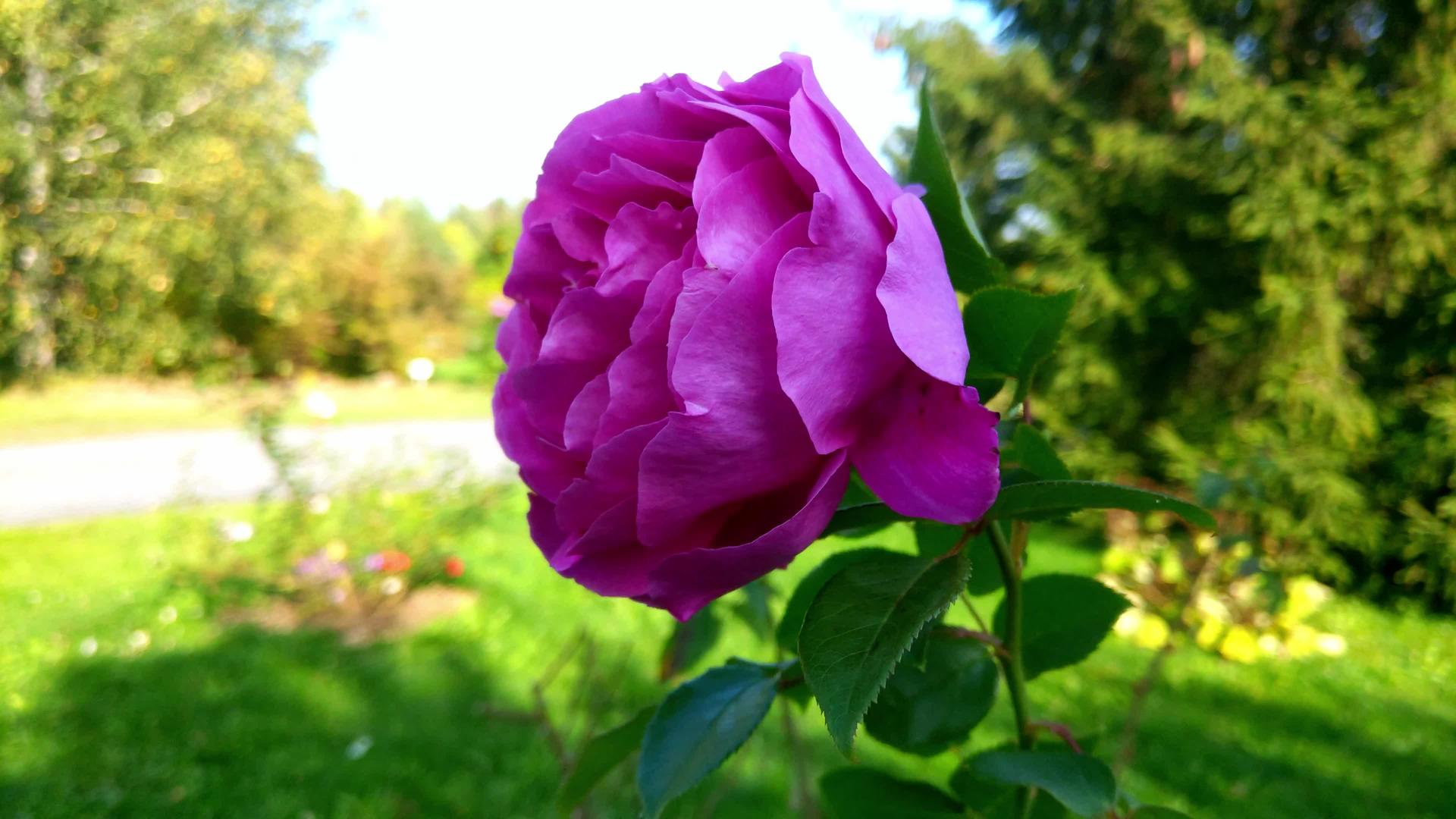 一大群粉红玫瑰在花园里摇曳视频的预览图