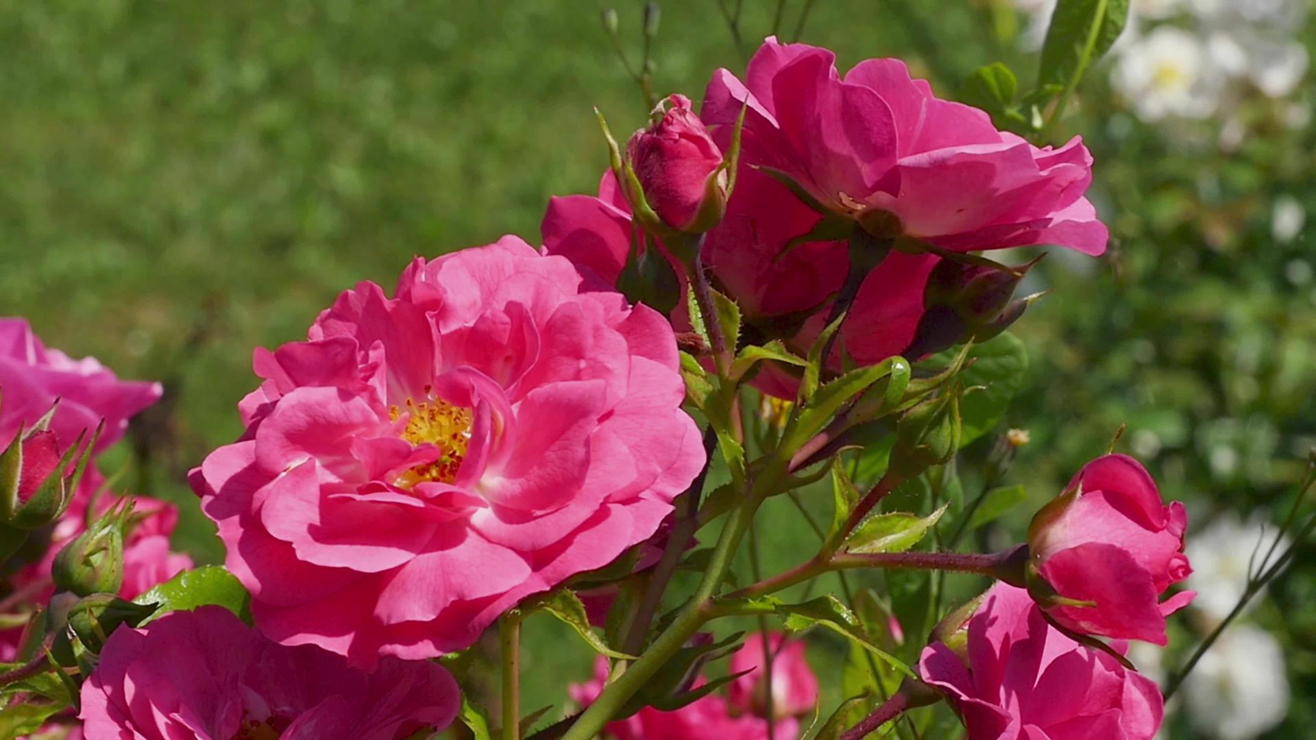 花园里有许多美丽的玫瑰视频的预览图