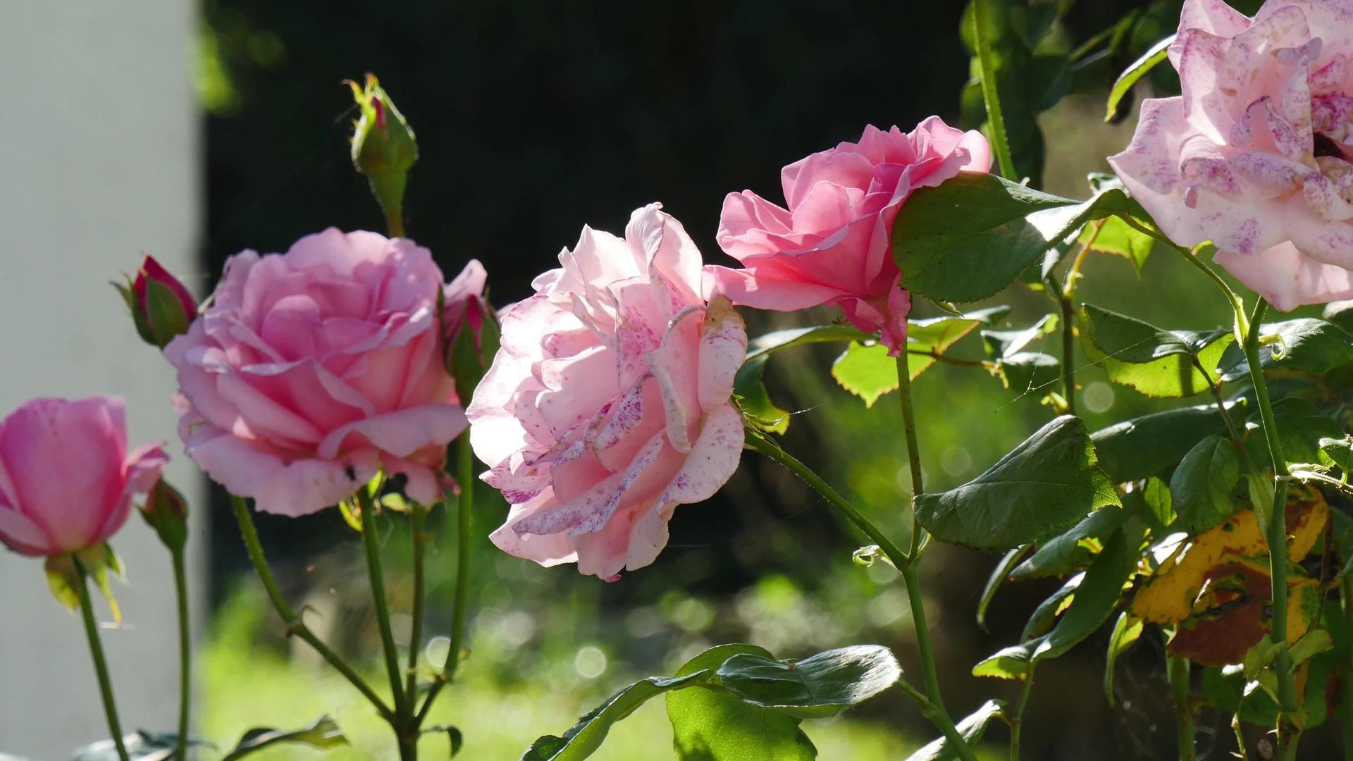花园里有许多美丽的玫瑰视频的预览图