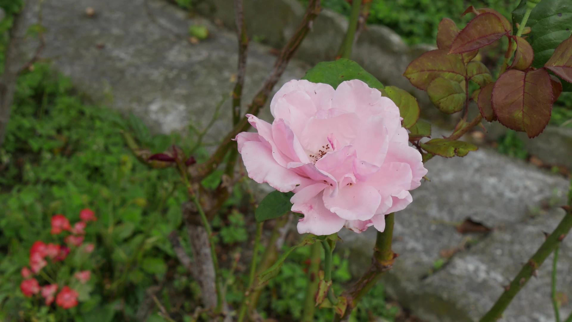 花园里美丽的玫瑰视频的预览图
