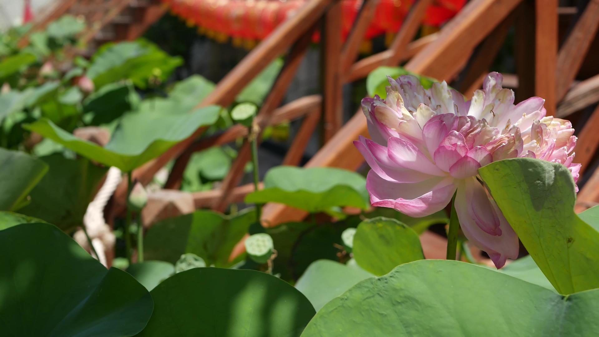 池塘里有绿叶的粉红色莲花美丽的白莲花是佛教的一部分视频的预览图