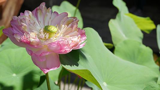 池塘里有绿叶的粉红色莲花美丽的白莲花是佛教的一部分视频的预览图