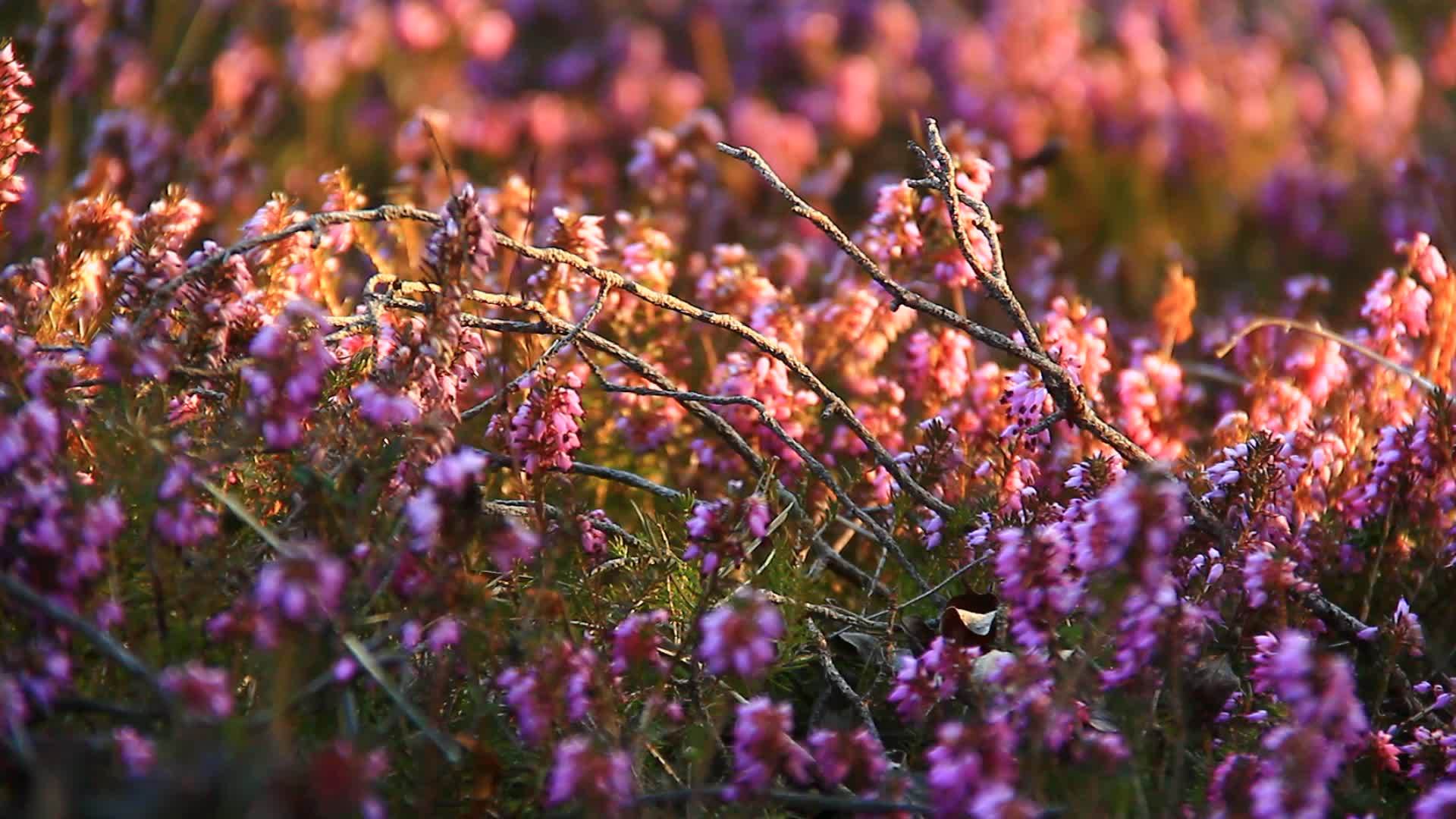 美丽的粉红色灌木视频的预览图