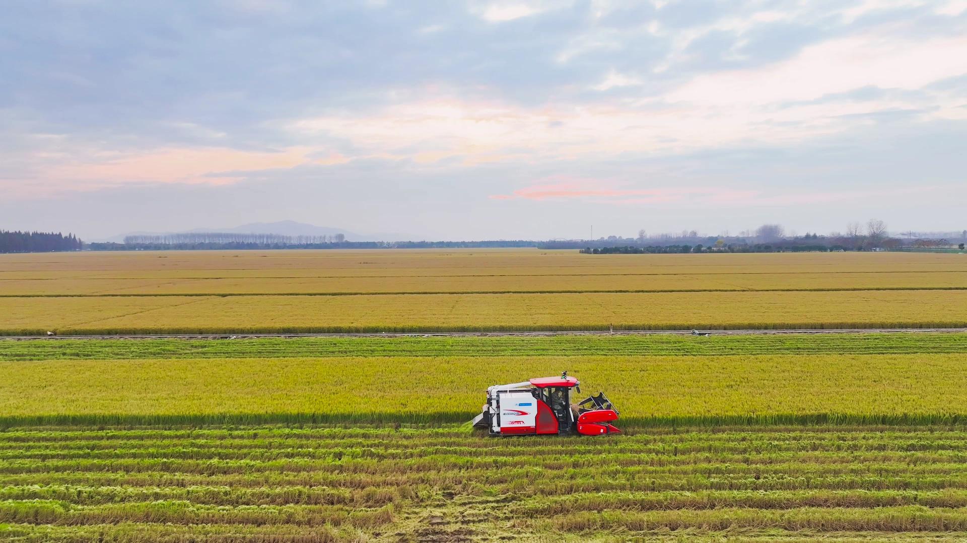 4K航拍1万亩稻田丰收农业机械收割视频的预览图
