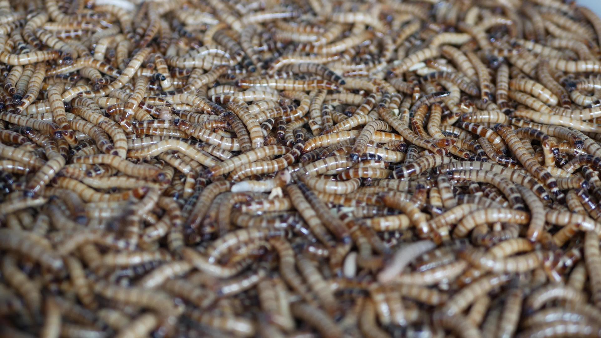 许多甲虫幼虫在市场上的容器底部爬行为许多甲虫幼虫行视频的预览图